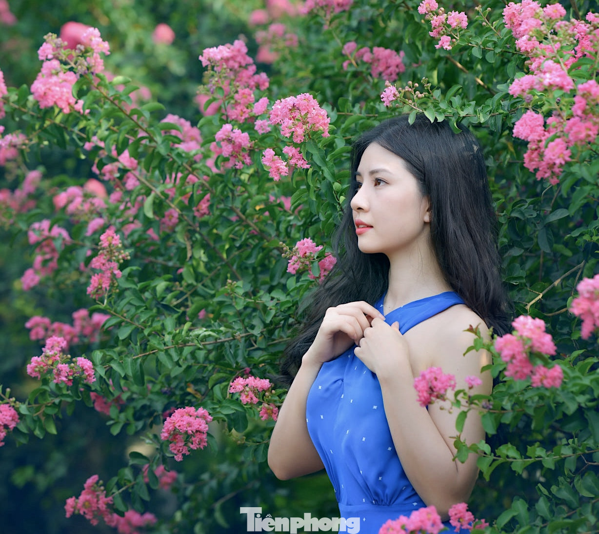 Cách trung tâm Hà Nội khoảng 10 km, con đường hoa tường vi nằm trong công viên thực vật cảnh Việt Nam ở xã Tam Hiệp (huyện Thanh Trì) cũng là một trong những điểm đến được nhiều bạn trẻ yêu thích vào dịp cuối tuần.