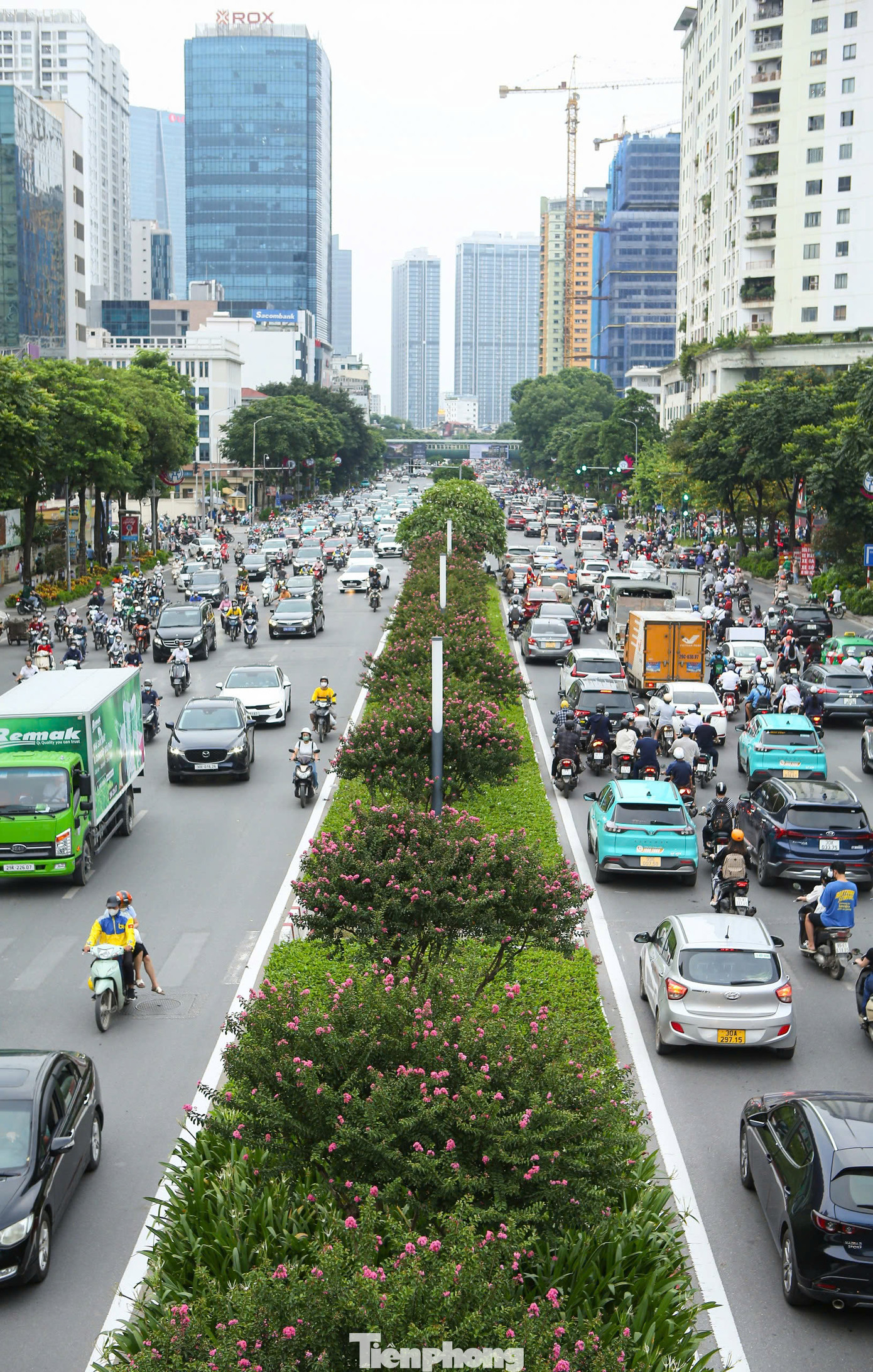 Dọc tuyến đường Trần Duy Hưng - Nguyễn Chí Thanh, hoa tường vi nở rộ trên dải phân cách, tạo nên cảnh sắc rực rỡ cho tuyến đường được coi là kiểu mẫu "đẹp nhất Việt Nam".