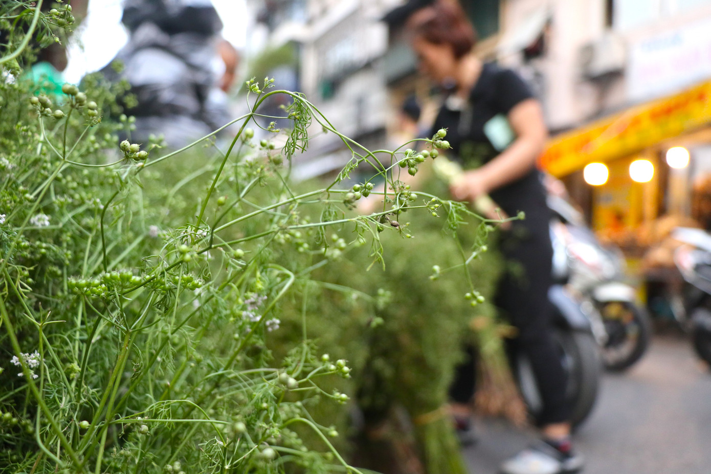 Không chỉ là một phong tục lâu đời, việc tắm bằng nước cây mùi già còn có tác dụng rất tốt về sức khỏe. Không chỉ là một phong tục lâu đời, việc tắm bằng nước cây mùi già còn có tác dụng rất tốt về sức khỏe.