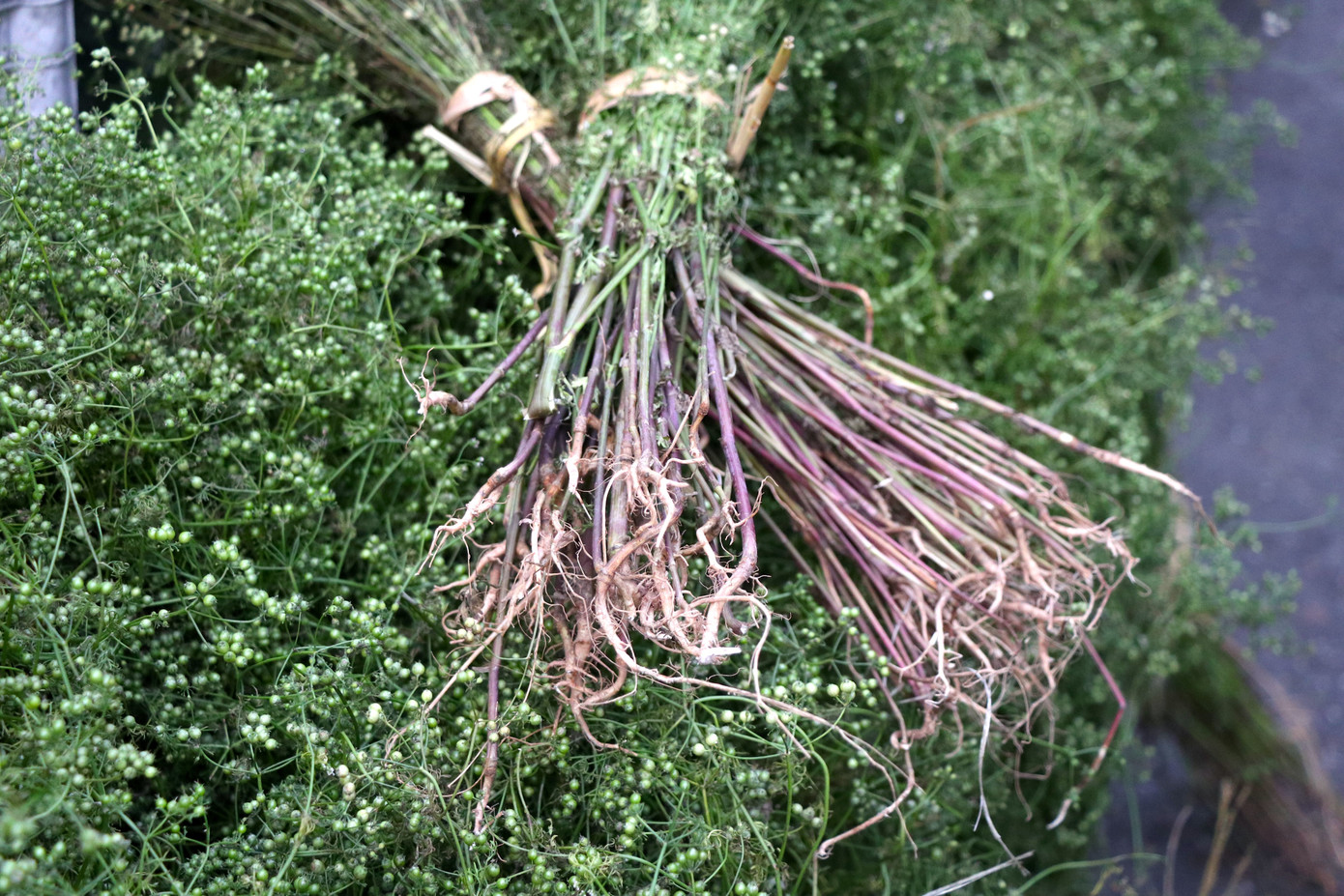 Hương mùi già giản dị, dịu dàng nhưng từ lâu đã len lỏi khắp ngóc ngách trong tâm hồn của người Hà Nội. Hương mùi già giản dị, dịu dàng nhưng từ lâu đã len lỏi khắp ngóc ngách trong tâm hồn của người Hà Nội.