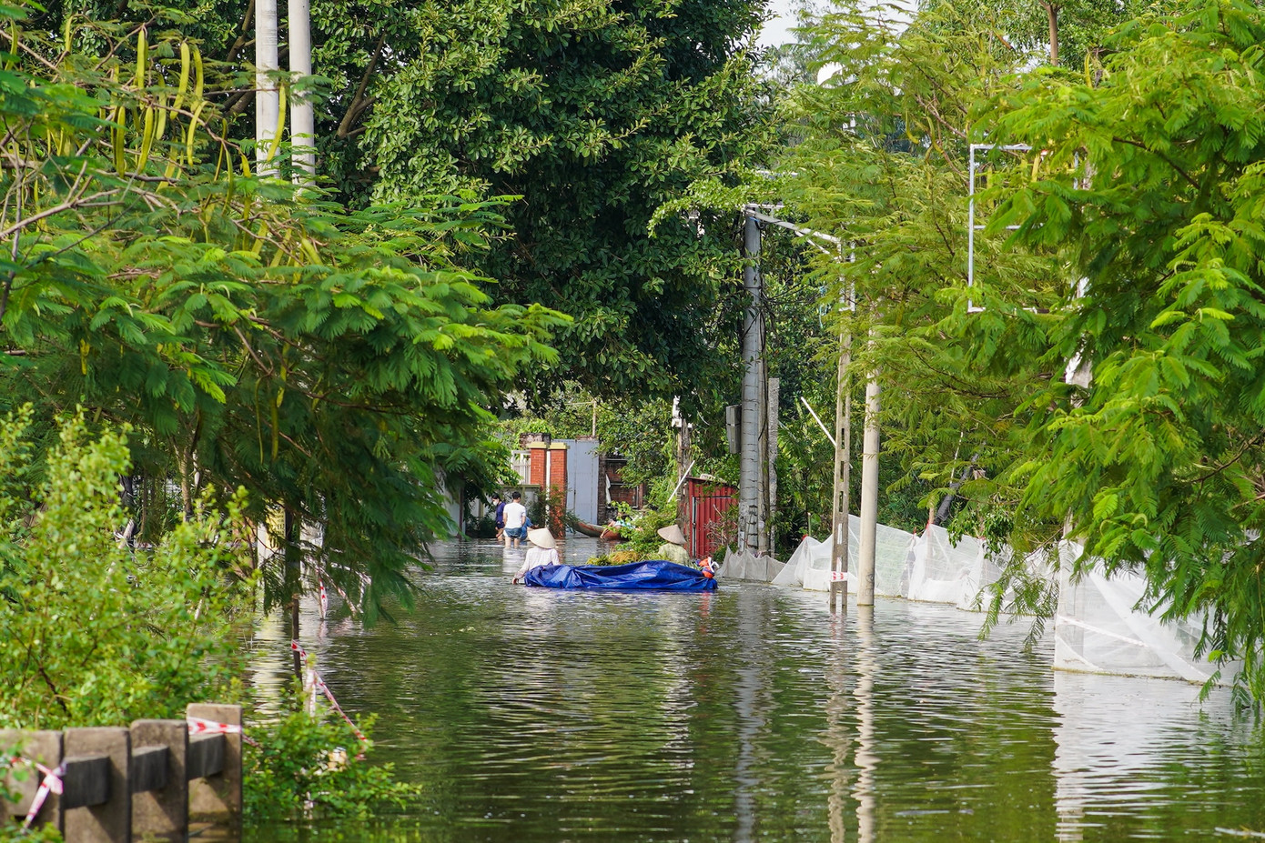 Bà con kéo lúa về nhà trên dòng nước lũ.
