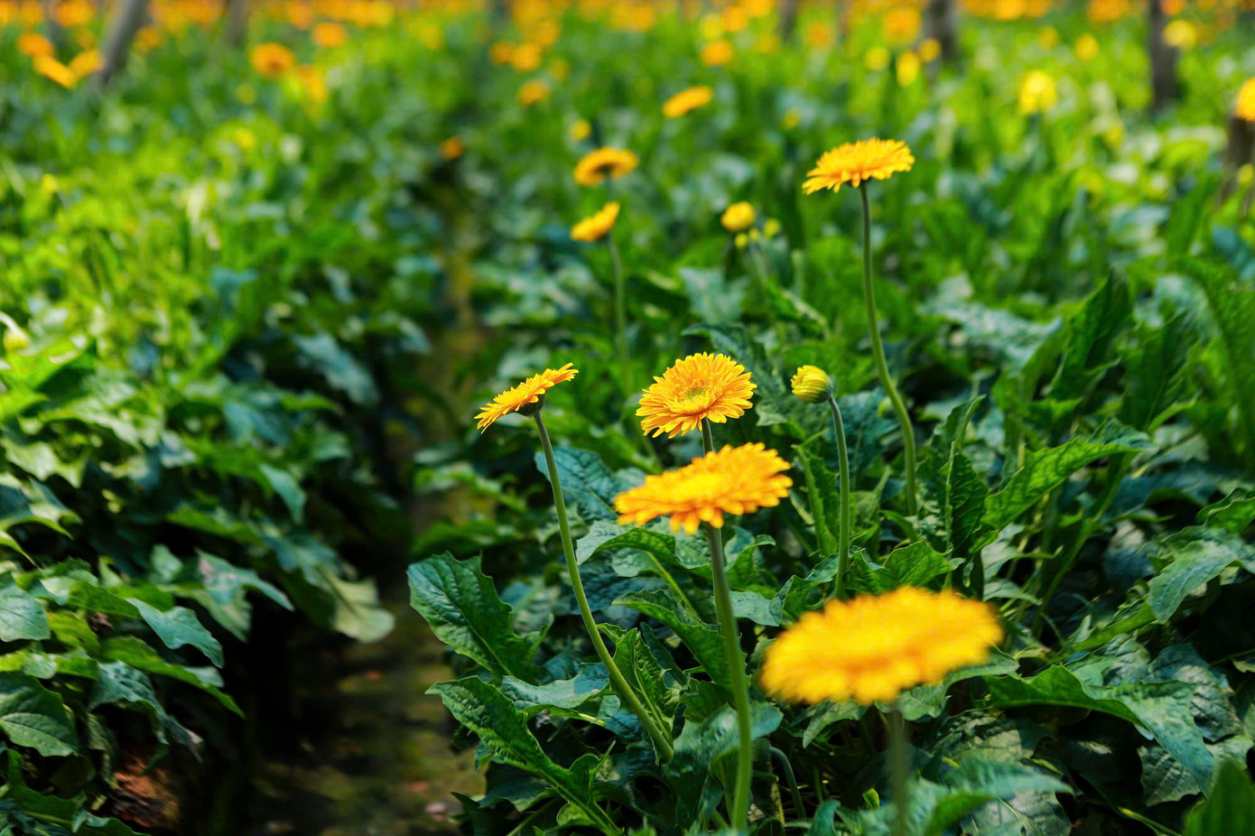 Các giống hoa đồng tiền chất lượng cao tại HTX hoa Đồng Tháp - Ảnh: Nguyễn Chương Các giống hoa đồng tiền chất lượng cao tại HTX hoa Đồng Tháp - Ảnh: Nguyễn Chương