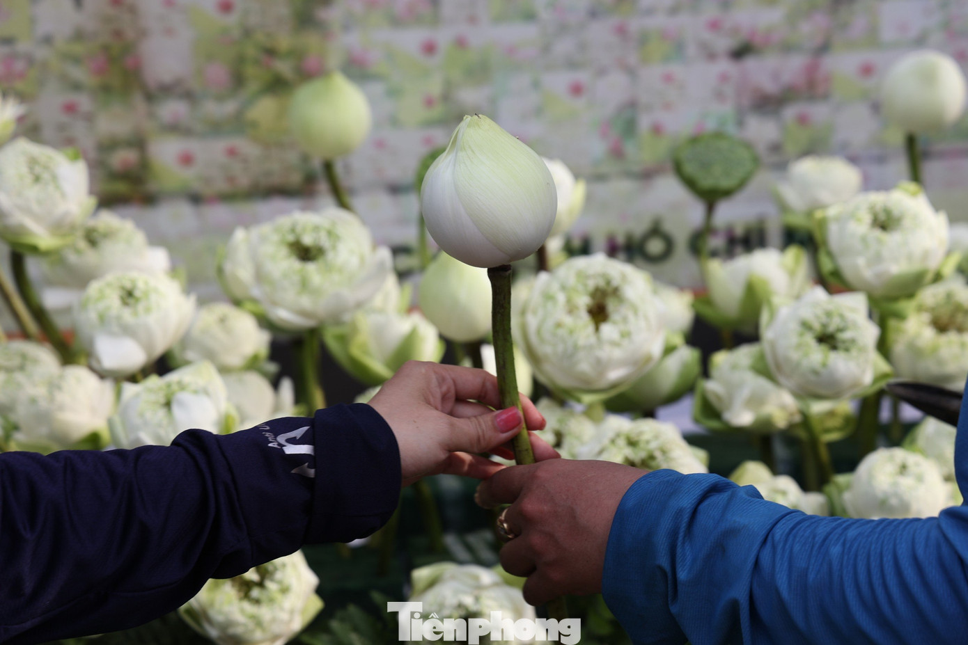 Ban tổ chức cho biết 10.000 bông sen đã được huy động để trang hoàng cho lễ hội. Toàn bộ hoa sen quan âm do Hội phụ nữ phường Nhật Tân quận Tây Hồ, Team Nhất Tâm và anh em trong cộng đồng hoa Việt tài trợ.