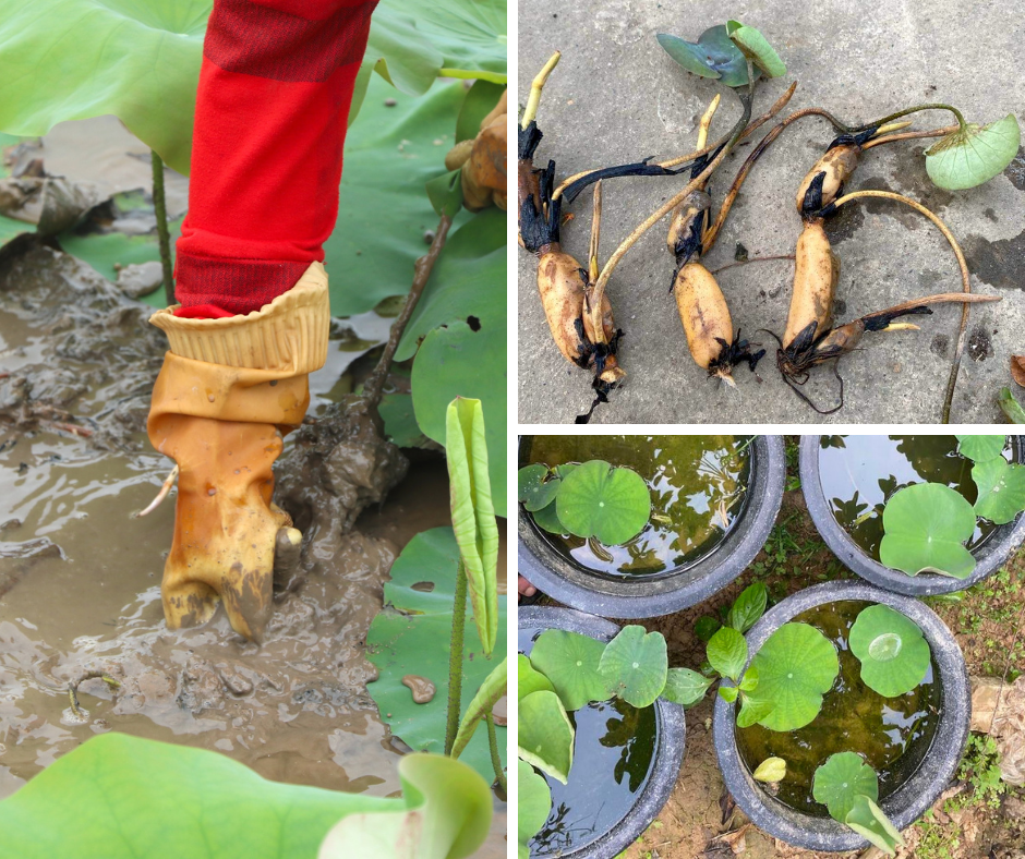 "Ngoài thu nhập từ việc bán hoa, thời gian này gia đình tôi cũng thường xuyên có khách hỏi mua giống sen để tự gieo trồng. Sen bán giống sẽ có hai loại, một là sen được ươm trồng sẵn trong chậu bằng bùn ao thêm trùn quế có giá 100.000 đồng/chậu. Hai là củ sen được nhổ trực tiếp từ đầm, khách mua sẽ tự gieo trồng. Loại này vận chuyển dễ và có giá rẻ hơn, với các giống sen hiện có tại đầm sẽ có giá 100.000 đồng/ba củ giống. Vì gia đình có sẵn đầm ươm nên khách đặt mua rất đông, đa số là khách sỉ tại các tỉnh", chị Dung cho hay.