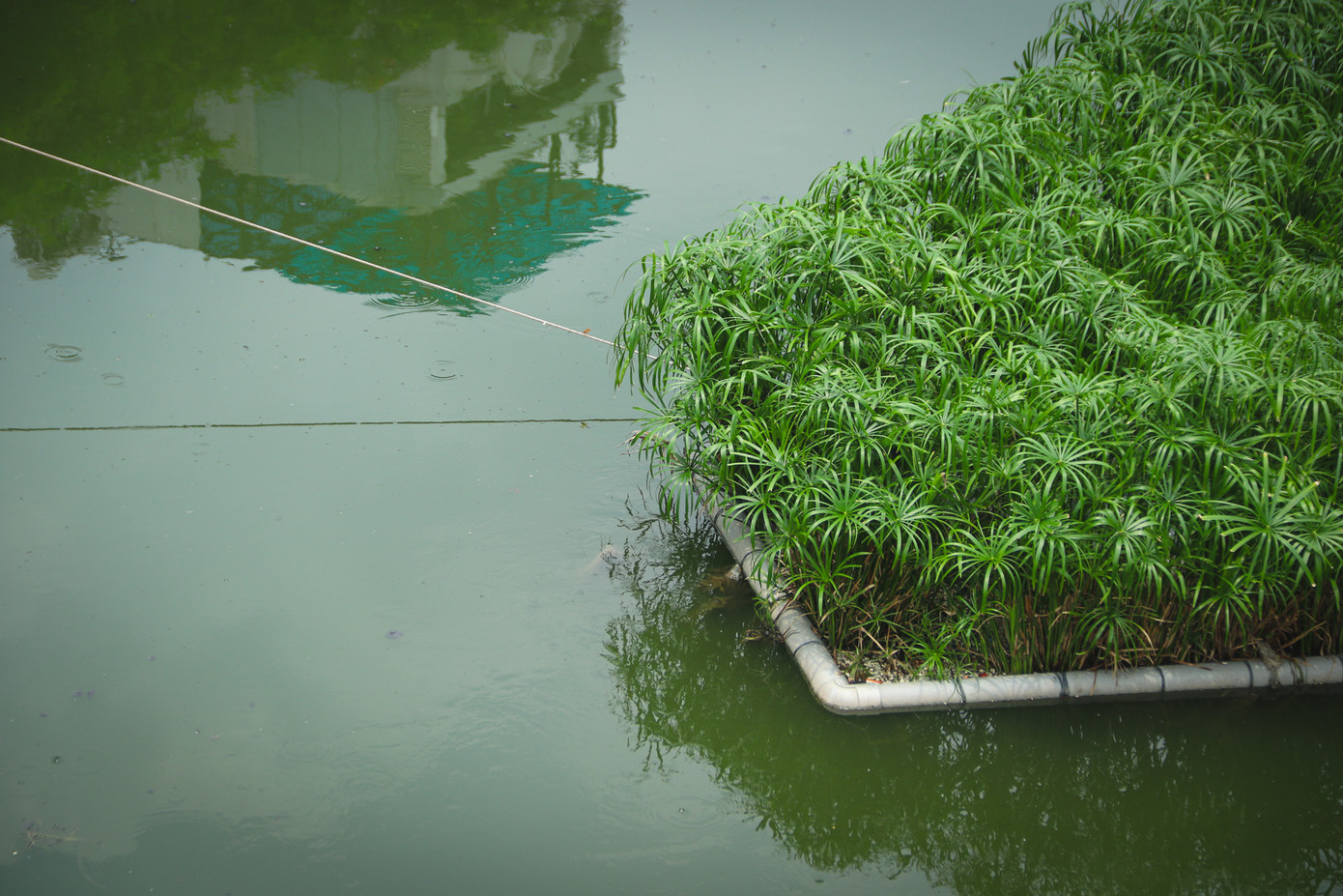 Với dòng nước xanh, sông Tô Lịch khác hẳn với hình ảnh quen thuộc của dòng sông đen đục, bốc mùi hôi thối.