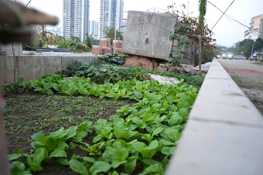 Người dân trồng rau tại các khu vực khối bê tông ngổn ngang hai bên đường.