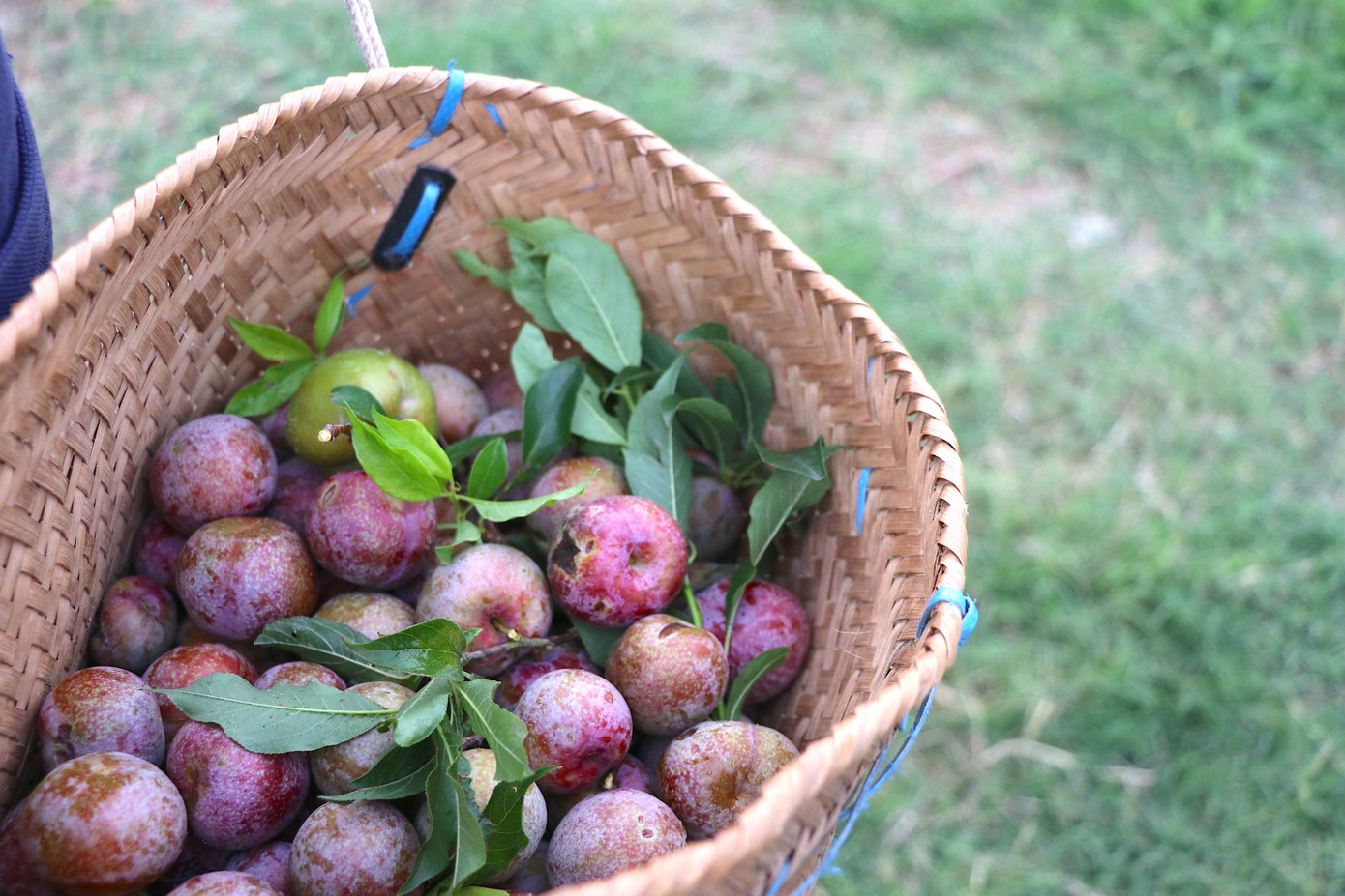 Ở Mộc Châu hiện có hàng chục vườn mận từ lớn đến nhỏ, phân bổ khắp nơi như thung lũng mận Mu Náu, Nà Ka, Phiêng Khoang, Co Kéo…