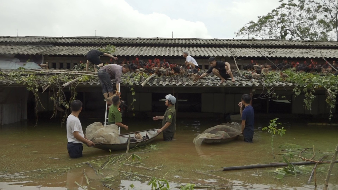 Theo đại diện Công an xã Vật Lại, công an địa phương đang thực hiện ứng cứu cho người dân sau cơn bão số 3. Khu vực xã Vật Lại hiện đang bị úng lụt, tràn đê, dẫn đến gần 200 hộ tại xã bị úng lụt. Hiện tại, đơn vị đã huy động toàn bộ lực lượng để đảm bảo an ninh trật tự, an toàn cho người dân vùng bị ảnh hưởng - Nguồn: Truyền hình Ba Vì.