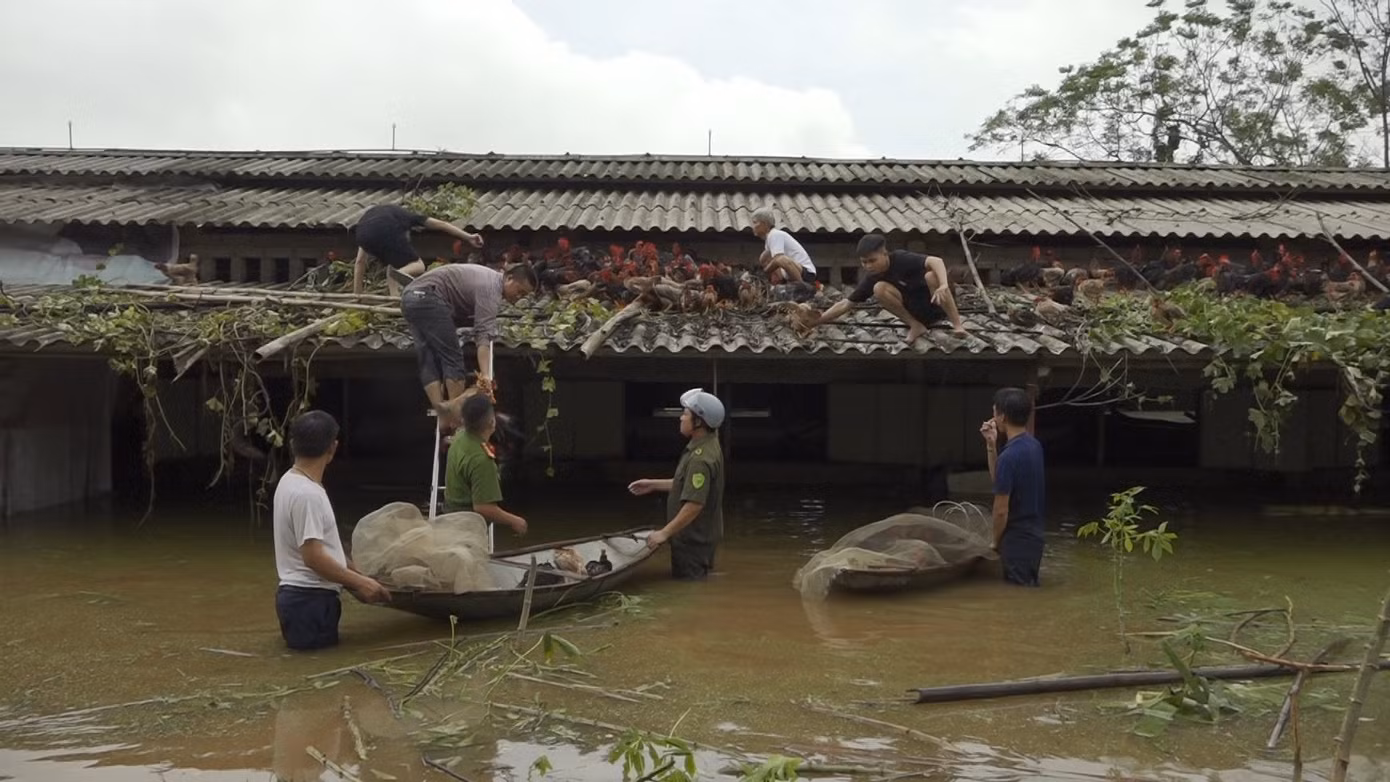Theo đại diện Công an xã Vật Lại, công an địa phương đang thực hiện ứng cứu cho người dân sau cơn bão số 3. Khu vực xã Vật Lại hiện đang bị úng lụt, tràn đê, dẫn đến gần 200 hộ tại xã bị úng lụt. Hiện tại, đơn vị đã huy động toàn bộ lực lượng để đảm bảo an ninh trật tự, an toàn cho người dân vùng bị ảnh hưởng - Nguồn: Truyền hình Ba Vì.