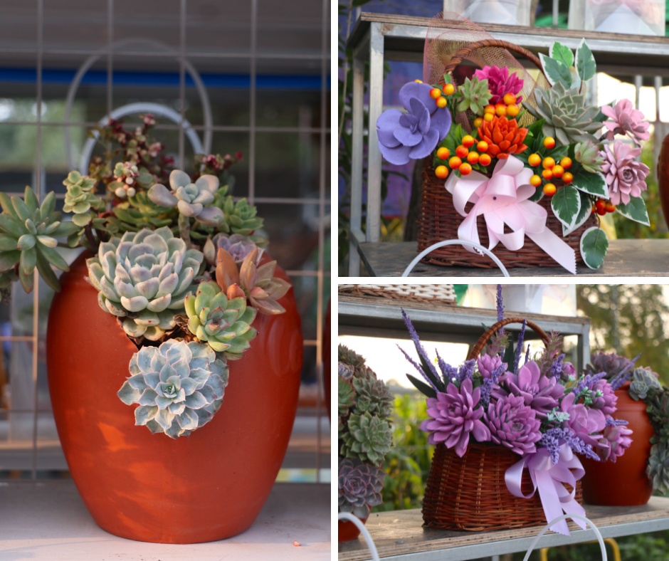 Giá sản phẩm dao động từ 30.000 đồng đến 500.000 đồng tuỳ kích cỡ và chủng loại sen đá. Giá sản phẩm dao động từ 30.000 đồng đến 500.000 đồng tuỳ kích cỡ và chủng loại sen đá.