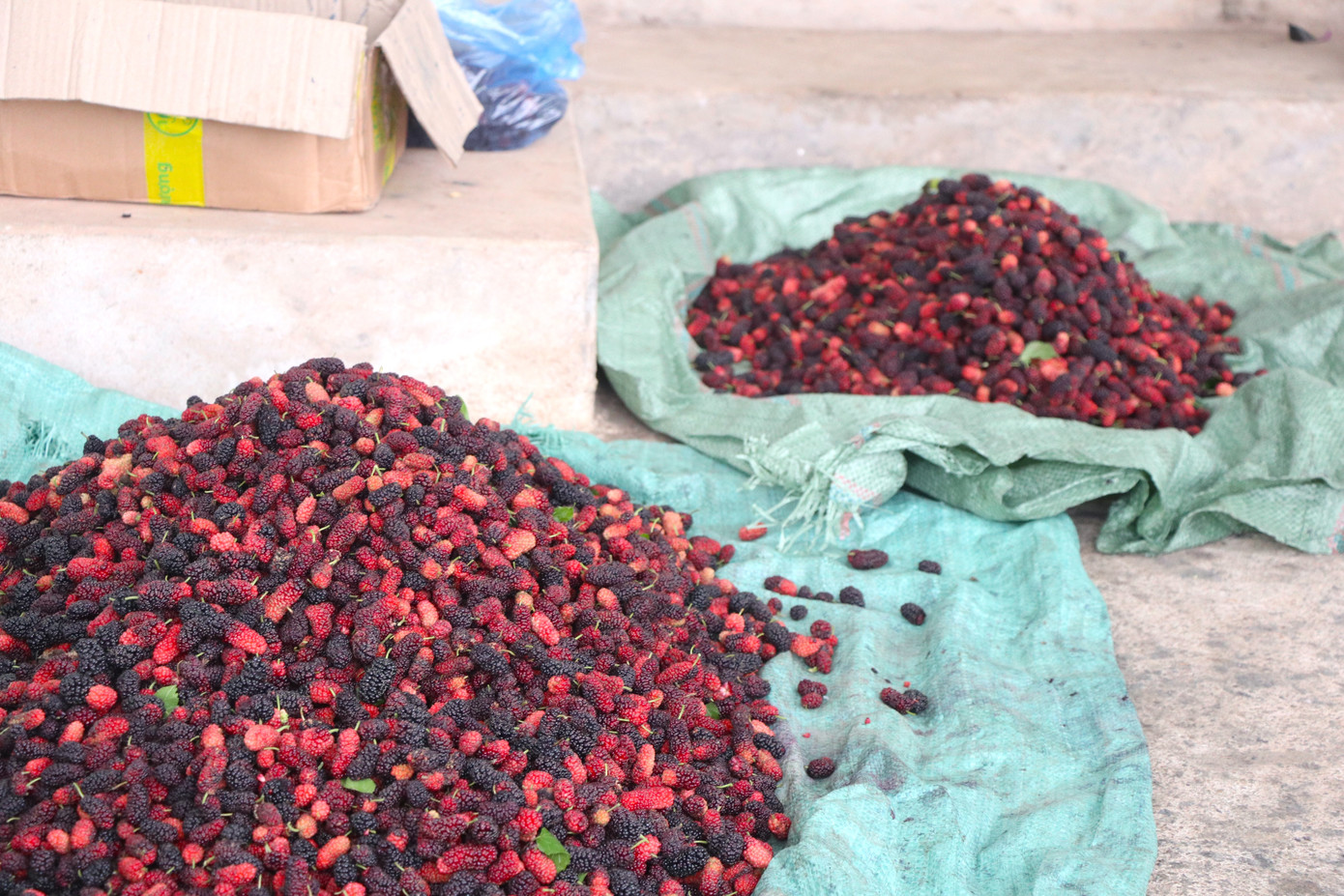 Dâu nhanh lớn, dễ trồng, dễ chăm sóc cho giá trị cao nên người dân đang dần mở rộng vùng trồng.