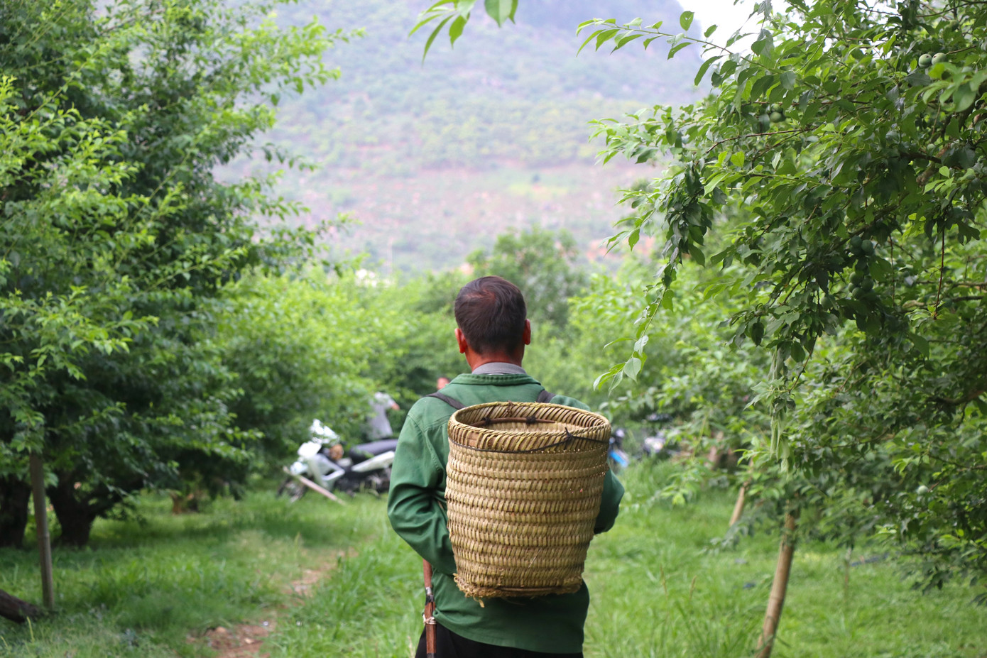 Một chủ quầy bán mận ở Nà Ka cho biết mỗi ngày một người cũng có thể bán được vài chục kg, thậm chí nếu đông khách có thể lên tới cả tạ mận, thu về vài triệu đồng trong mùa mận này.