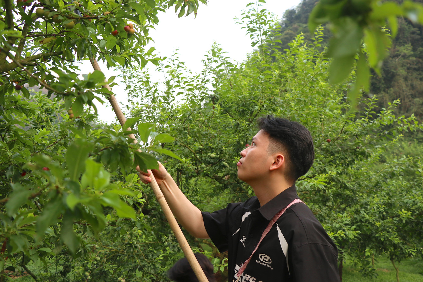 Bạn Hoàng Anh (Hà Nội) cho biết nhân lúc thời tiết mát mẻ, nắng nóng không quá gay gắt, đã cùng bạn bè tới trải nghiệm vườn mận tại Mộc Châu. "Năm nay các vườn mận đa số đều bị sứt hỏng quả nhiều, quả cũng không quá to nhưng trải nghiệm hái mận rất xứng đáng. Được tự tay hái mận và mang về làm quà cho gia đình khá thú vị khi tới Mộc Châu mùa này", anh Hoàng Anh chia sẻ.