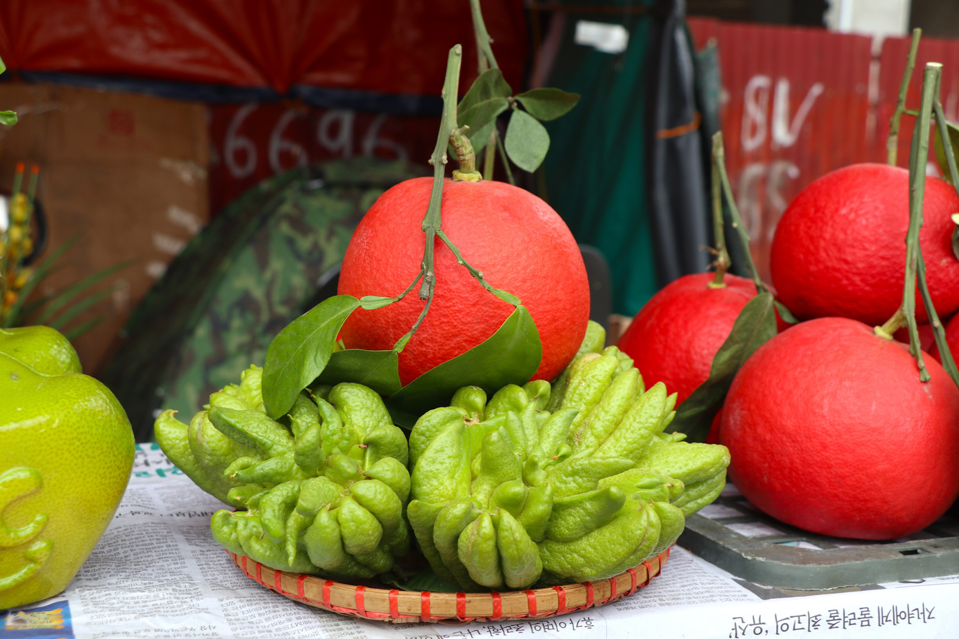 Những năm trước, bưởi đỏ Luận Văn dù giá cao nhưng vẫn không đủ để cung cấp ra thị trường.