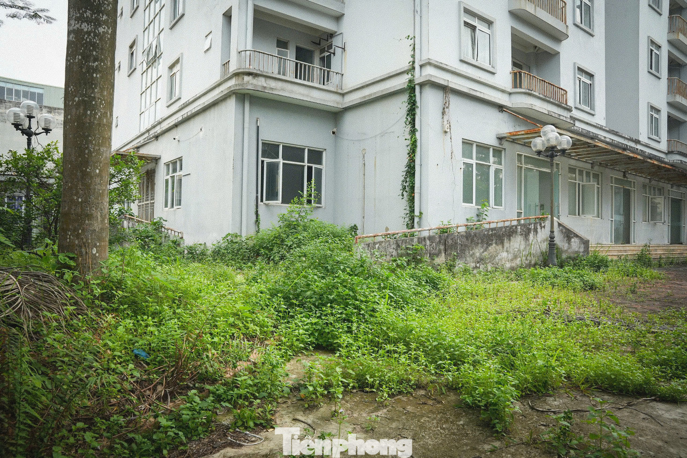 Cây cỏ mọc lút lối đi vào toà nhà.