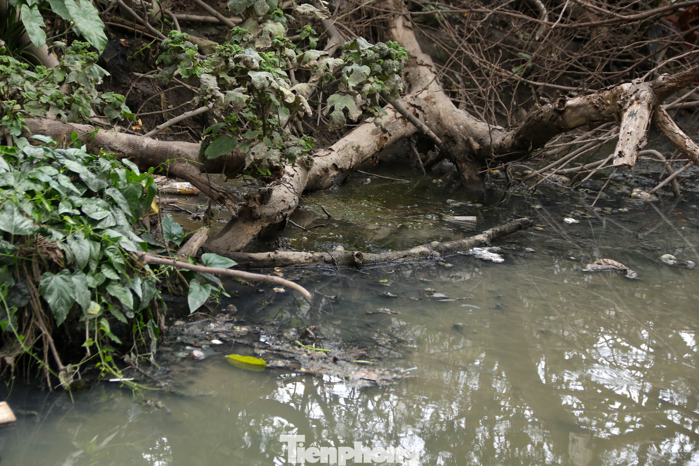 Do không xử lý, nên tình trạng rác thải các loại vứt bừa bãi xuống các dòng kênh mương, lâu ngày ứ đọng, bốc mùi hôi thối, tiềm ẩn nguy cơ bệnh tật cao, nhất là sốt xuất huyết.