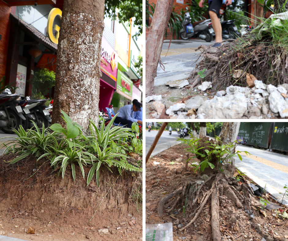 Tuy nhiên, dọc vỉa hè tuyến phố Trần Thái Tông, hàng loạt cây xanh có bộ rễ trồi lên hàng chục centimet so với mặt bằng của vỉa hè.