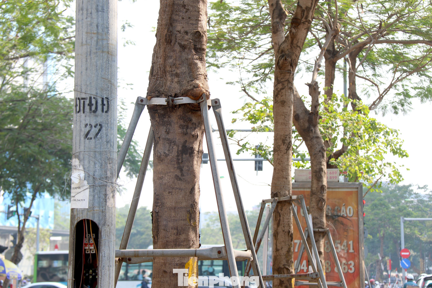 Những cây bị "o ép" trên tuyến đường Hoàng Đạo Thuý (Thanh Xuân). Những cây bị "o ép" trên tuyến đường Hoàng Đạo Thuý (Thanh Xuân).