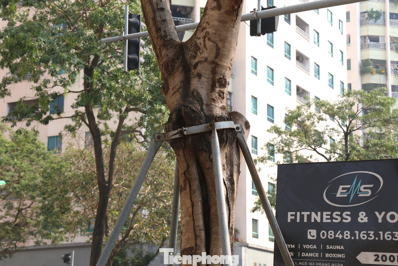 Vòng sắt không được nới kịp thời gây ảnh hưởng đến thân và vỏ cây. Vòng sắt không được nới kịp thời gây ảnh hưởng đến thân và vỏ cây.