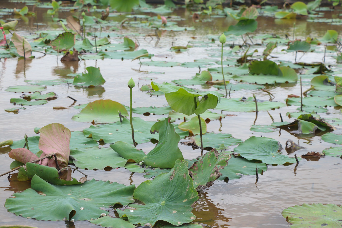 Gần đây, một số nông dân ngoại thành Hà Nội mạnh dạn đầu tư trồng sen trên những ruộng lúa không sử dụng.