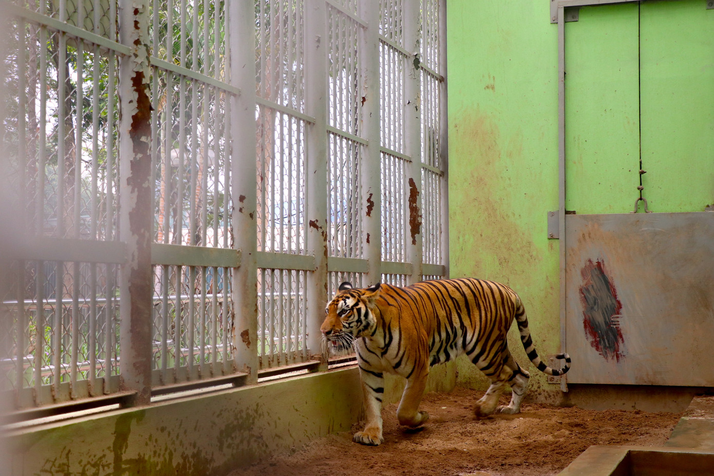 Tám cá thể được nuôi nhốt ở từng chuồng riêng biệt, luôn đảm bảo đủ không gian cho hổ vận động, tắm nắng, chơi đùa.