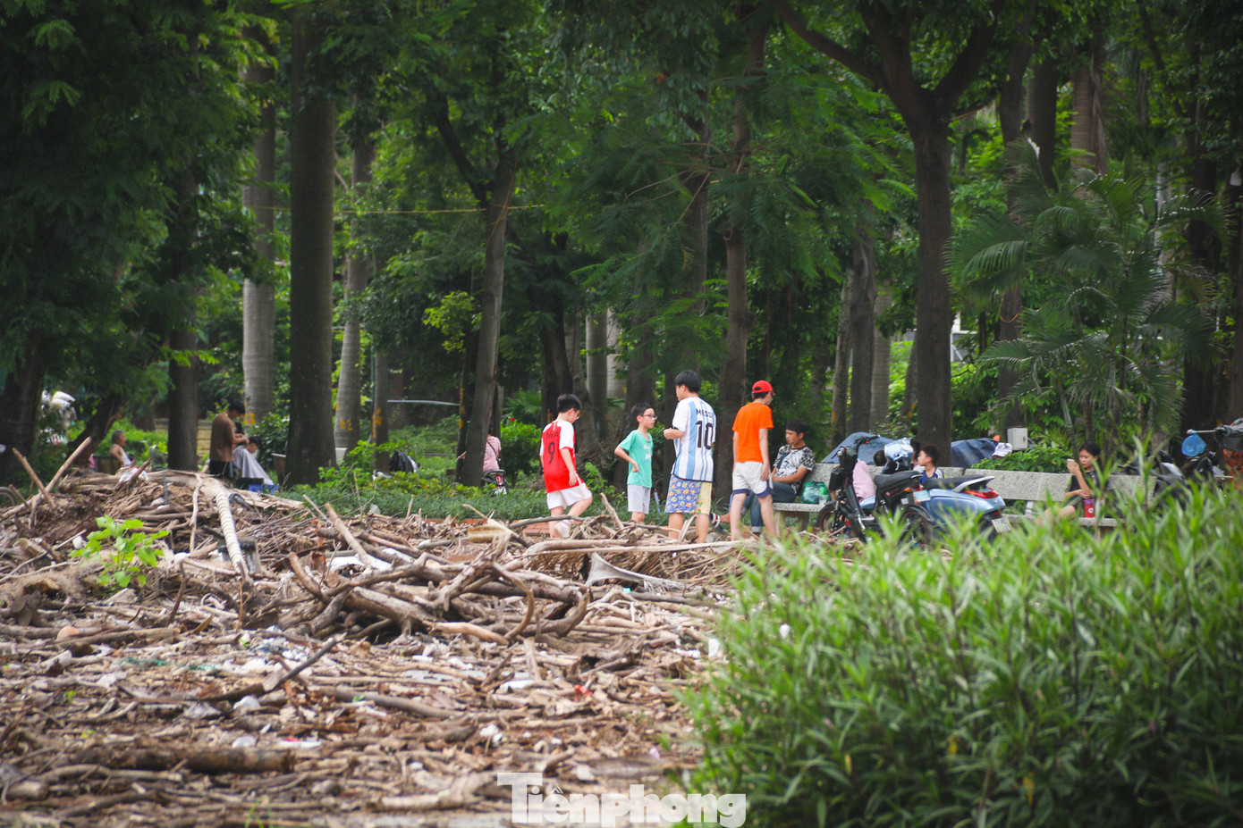 Gỗ chồng chất trong khuôn viên. Gỗ chồng chất trong khuôn viên.