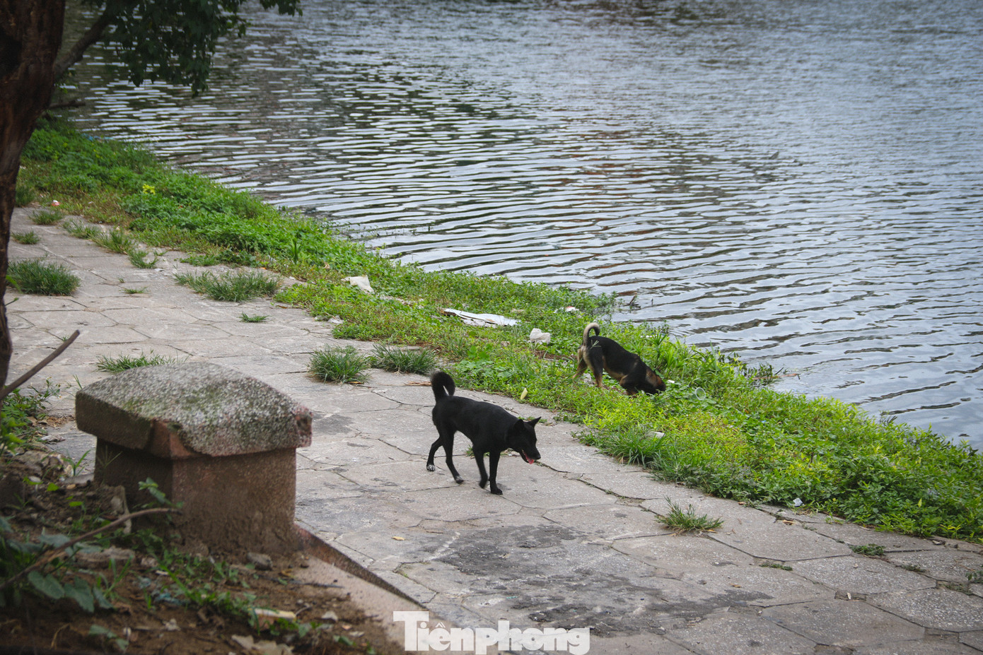 Tình trạng chó thả rông không đeo rọ mõm, gia cầm được chăn thả tự do thường xuyên diễn ra tại đây. Tình trạng chó thả rông không đeo rọ mõm, gia cầm được chăn thả tự do thường xuyên diễn ra tại đây.