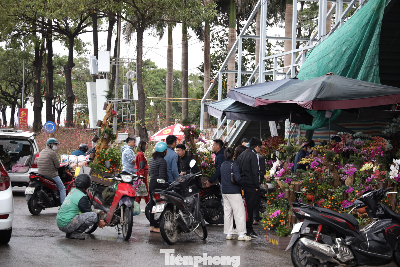 Khảo sát của PV Tiền Phong, do ảnh hưởng của bão số 3 (bão Yagi), giá bán đào, mai và quất tăng nhẹ so với năm trước.