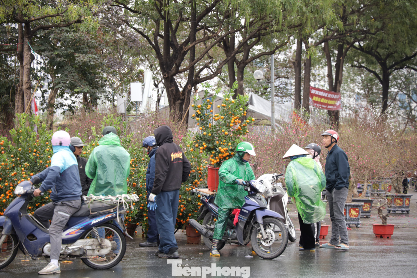 Người buôn đào cho biết, năm nay có rất ít đào Tết đẹp vì ảnh hưởng của mưa bão. Vì thế, chỉ khoảng 5% số gốc đào tại các vườn có thể bán ra thị trường. Do đó, giá bán cũng tăng khoảng từ 70% đến 100% so với năm trước.