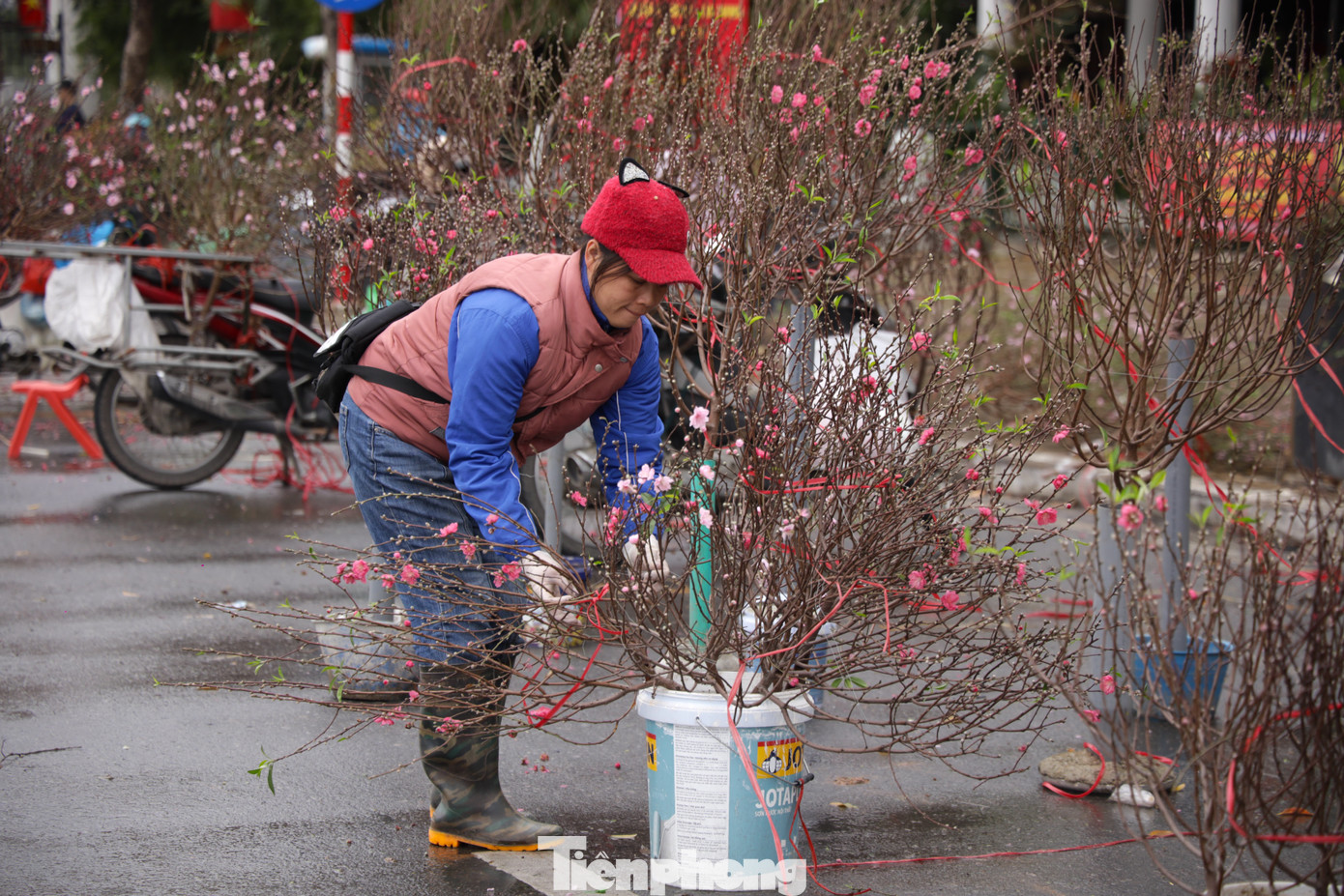 Theo bà Vũ Yến (quận Nam Từ Liêm), gia đình bà bắt đầu bán đào từ 21 tháng Chạp. Giá đào cao nên nhiều người có tâm lý chờ tới sát Tết để mua với giá rẻ nên lượng hàng dù khan hơn năm trước nhưng vẫn còn nhiều. Cửa hàng của bà cũng chấp nhận xả hàng sớm do thời tiết không ủng hộ.
