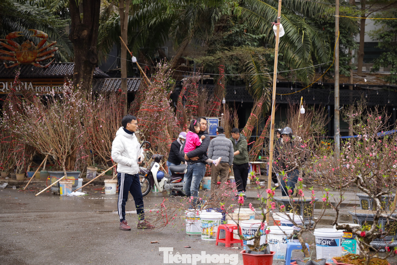 Theo khảo sát, trong những ngày vừa qua, đào nhỏ, nhiều nụ có giá từ 150.000 đồng đến 300.000 đồng/cành; đào huyền từ 600.000 đồng đến 3 triệu đồng/cành, thậm chí có cành được "hét" giá tới 6 triệu đồng tùy kích cỡ và dáng cây.