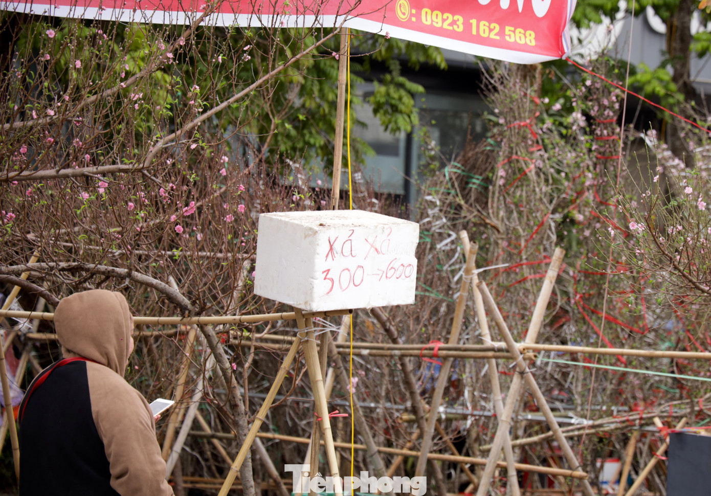 Đào huyền tại một cửa hàng đã bắt đầu xả với mức giá từ 300.000 đồng đến 600.000 đồng.