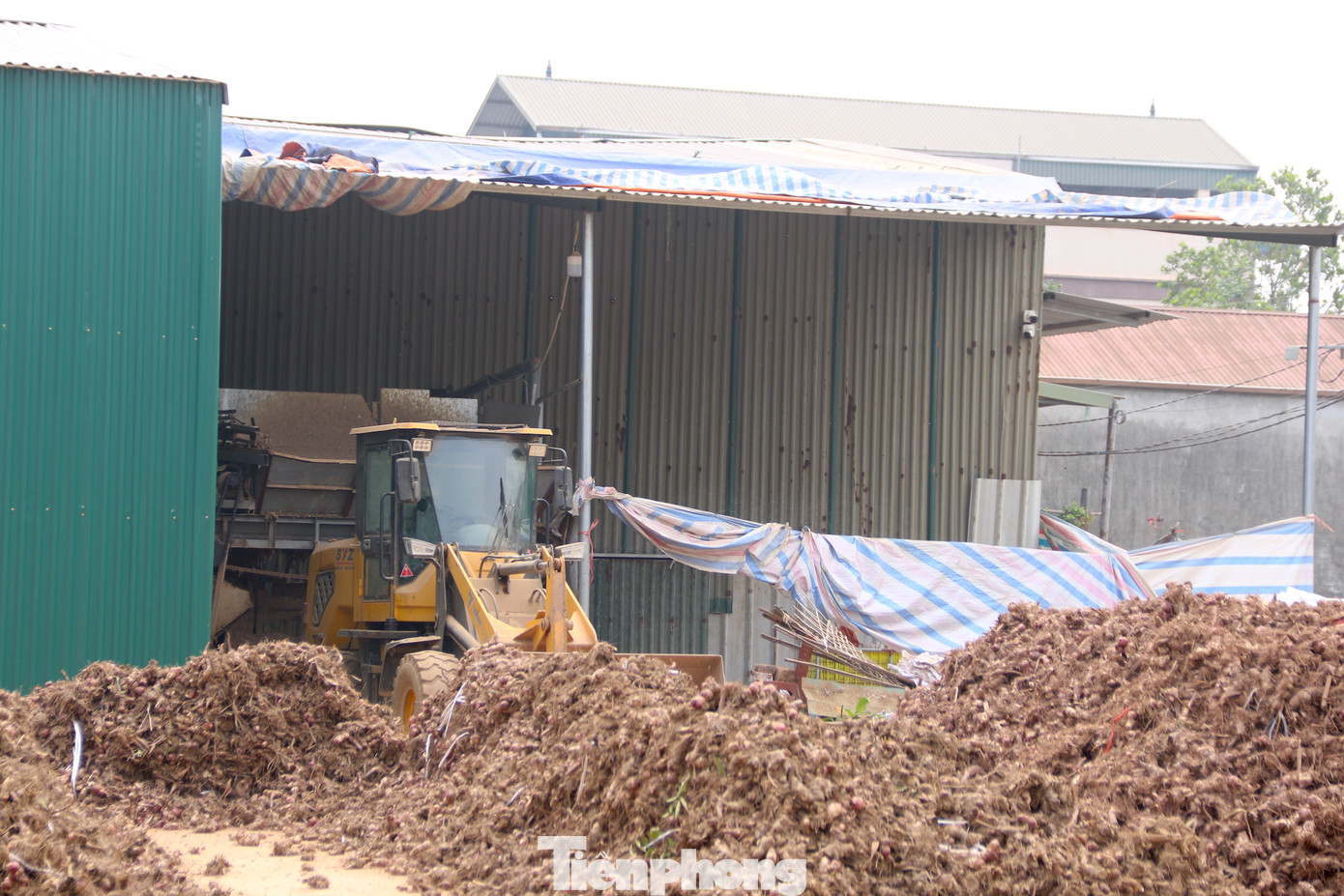 Theo người dân địa phương, để làm ra những sợi miến dong dai ngon, người thợ phải trải qua nhiều công đoạn công phu. Củ dong riềng được rửa sạch, xay nhuyễn, rồi qua các bước lọc bã, lắng bột, hồ hóa tinh bột. Sau đó, bột được tráng thành lớp mỏng, phơi khô trên các tấm phên tre, cắt thành sợi, phơi khô lần nữa trước khi đóng gói thành phẩm. Theo người dân địa phương, để làm ra những sợi miến dong dai ngon, người thợ phải trải qua nhiều công đoạn công phu. Củ dong riềng được rửa sạch, xay nhuyễn, rồi qua các bước lọc bã, lắng bột, hồ hóa tinh bột. Sau đó, bột được tráng thành lớp mỏng, phơi khô trên các tấm phên tre, cắt thành sợi, phơi khô lần nữa trước khi đóng gói thành phẩm.
