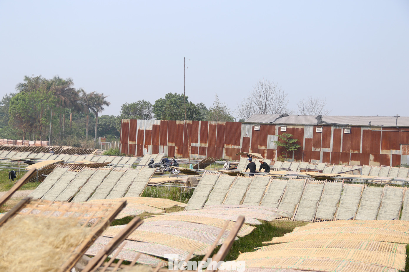 Những ngày cận Tết, là thời điểm nhộn nhịp nhất trong năm của làng miến Dương Liễu, Hoài Đức. Làng làm miến quanh năm, nhưng từ tháng 10 trở đi là khoảng thời gian "cao điểm", tiếng máy chạy, người người, nhà nhà tất bật để kịp những đơn hàng phục vụ đón Tết Nguyên đán. Những ngày cận Tết, là thời điểm nhộn nhịp nhất trong năm của làng miến Dương Liễu, Hoài Đức. Làng làm miến quanh năm, nhưng từ tháng 10 trở đi là khoảng thời gian "cao điểm", tiếng máy chạy, người người, nhà nhà tất bật để kịp những đơn hàng phục vụ đón Tết Nguyên đán.