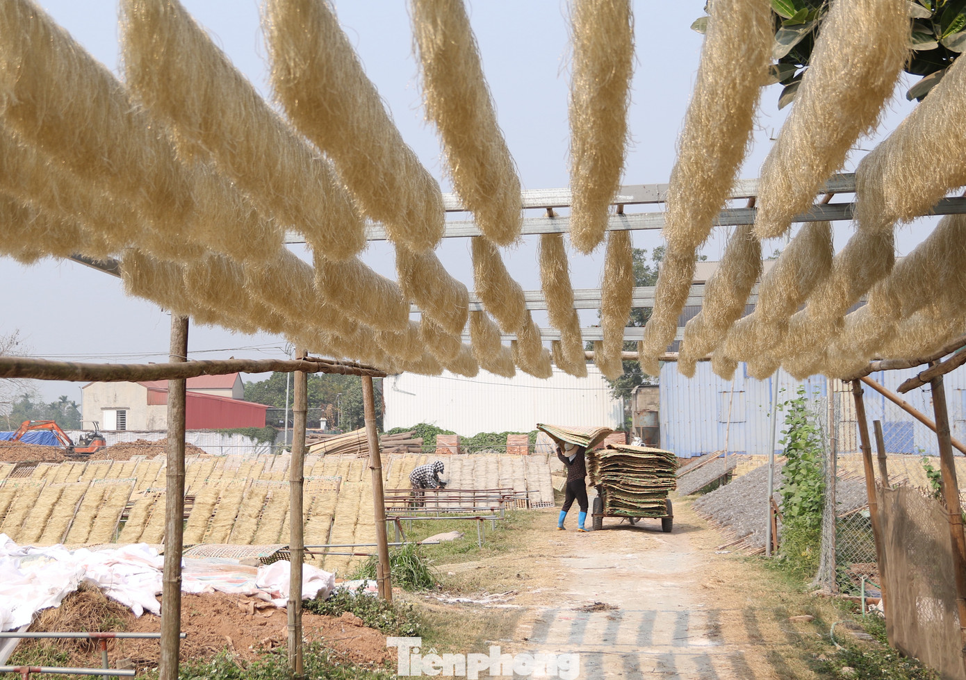 Làng nghề Dương Liễu trước đây có tới cả trăm hộ sản xuất miến dong để cung cấp ra thị trường. Tuy nhiên đến nay chỉ còn 30 đến 40 hộ còn tiếp tục duy trì nghề. Làng nghề Dương Liễu trước đây có tới cả trăm hộ sản xuất miến dong để cung cấp ra thị trường. Tuy nhiên đến nay chỉ còn 30 đến 40 hộ còn tiếp tục duy trì nghề.