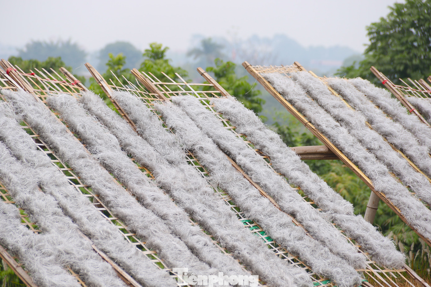 Sau khi sợi miến đã sắp đều và được dàn ra các tấm phên nứa, người dân sẽ mang ra cánh đồng để phơi khô. Thời gian phơi miến sẽ phụ thuộc vào tiết trời. Sau khi sợi miến đã sắp đều và được dàn ra các tấm phên nứa, người dân sẽ mang ra cánh đồng để phơi khô. Thời gian phơi miến sẽ phụ thuộc vào tiết trời.