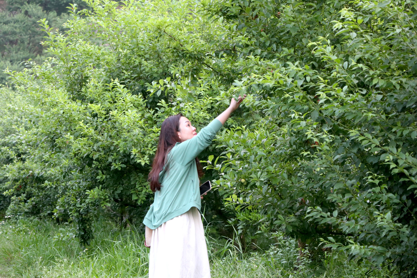 Theo các chủ vườn và người dân bản địa, mận năm nay bắt đầu chín từ cuối tháng 4, nhưng rộ nhất sẽ vào khoảng đầu tháng 6. Năm nay, mận chín muộn hơn vì ảnh hưởng của thời tiết.