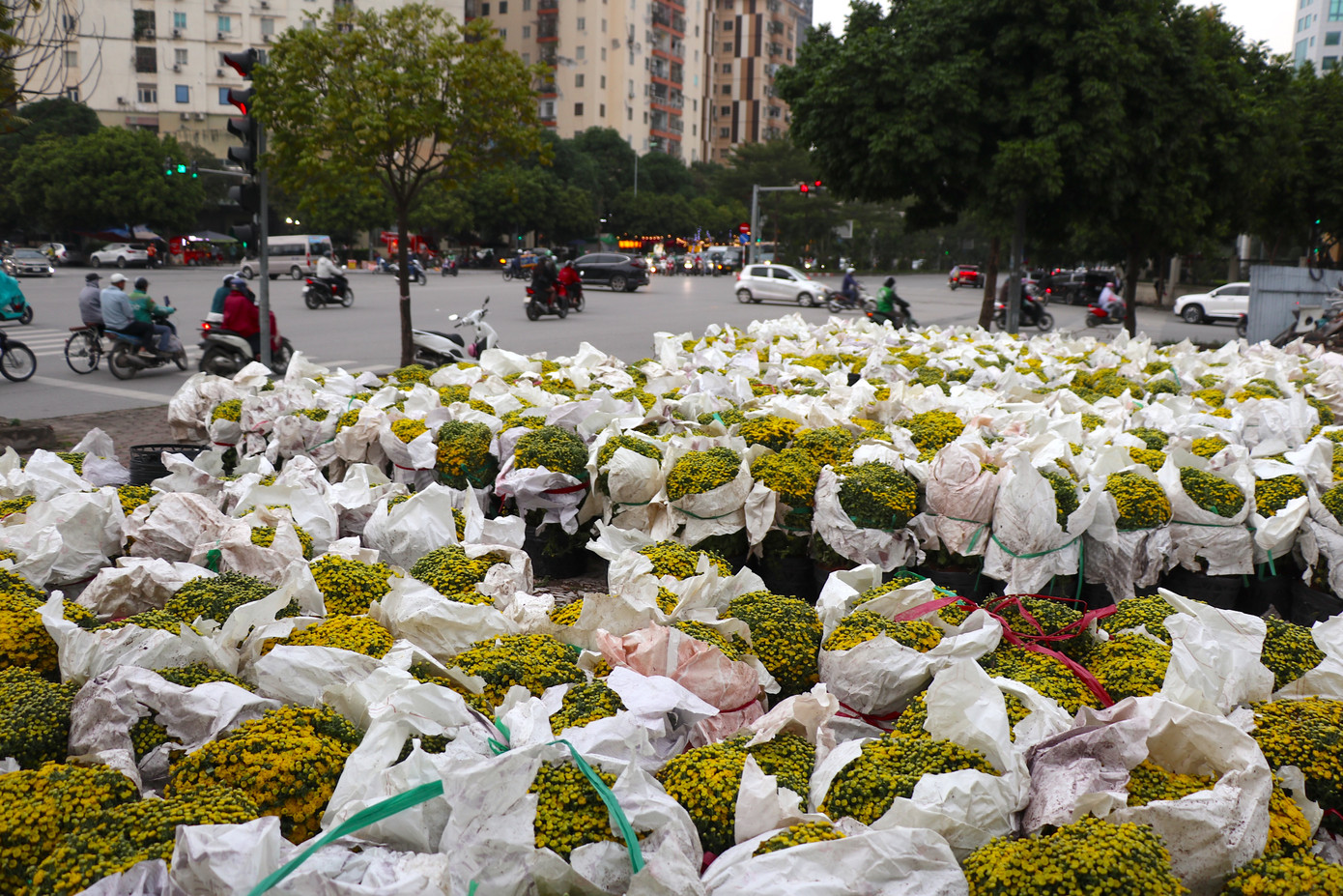 Các chủ hàng bán cúc mâm xôi bán được cả nghìn chậu dịp Tết này. Các chủ hàng bán cúc mâm xôi bán được cả nghìn chậu dịp Tết này.