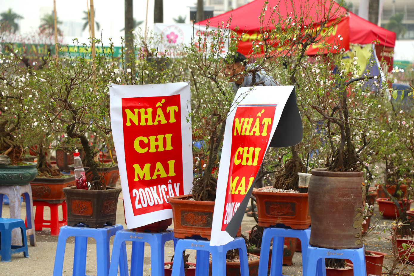 Tiểu thương chia sẻ, đào rừng, nhất chi mai năm nay nhập từ Sơn La, Lạng Sơn, Mộc Châu là chủ yếu. Giá thành rẻ hơn nhiều so với năm ngoái vì sức mua giảm kém và hoa nở sớm.