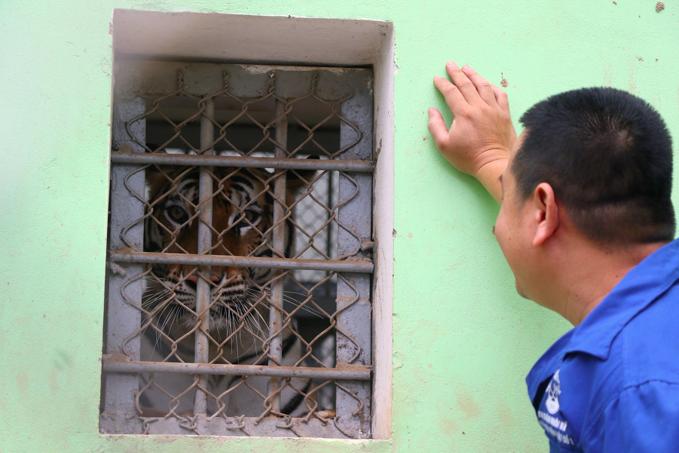 Các con hổ sau thời gian về Vườn thú Hà Nội dần gần gũi hơn với người chăm sóc.