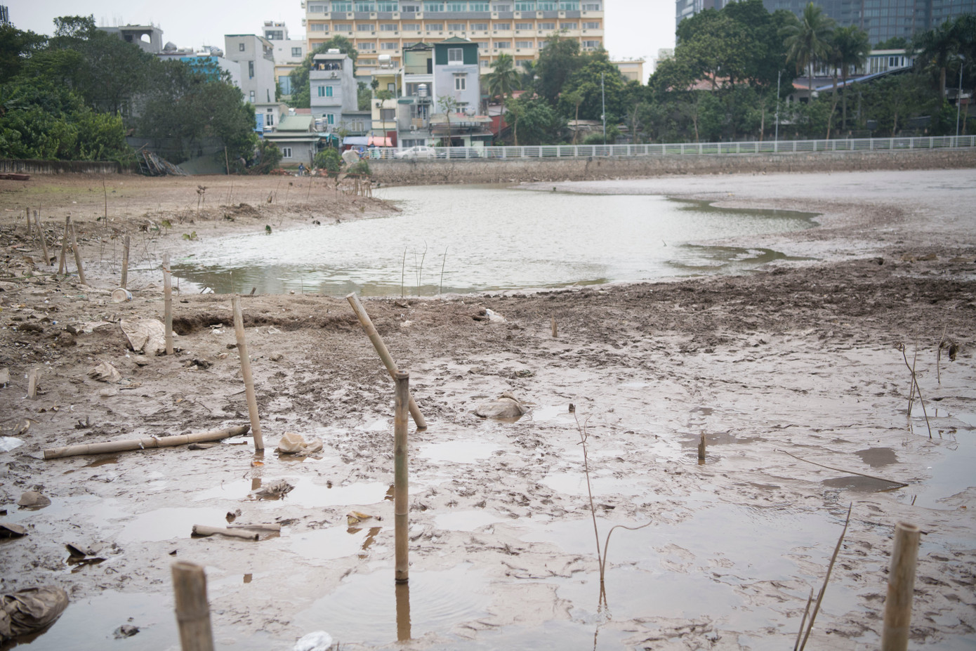 "Giống sen sẽ là những giống khoẻ của Tây Hồ, được trồng trong chậu và chăm sóc, xử lý với chế độ riêng. Qua ba lần kiểm soát giống bao gồm việc chọn giống cây mẹ sạch, củ thân khoẻ, khi ươm trồng loại bỏ các cây có mầm bệnh để tránh lây lan, sen sẽ được sử dụng để nhân giống", GS.TS Đặng Văn Đông - Phó Viện trưởng Viện Nghiên cứu Rau quả, Bộ Nông nghiệp và Phát triển nông thôn tới trực tiếp các hồ gieo trồng để phổ biến phương pháp xử lý đất để trồng sen. Đại diện UBND quận Tây Hồ cho biết dự kiến trong tháng 6 sen được phủ kín tại 7,5 ha trong giai đoạn đầu, giai đoạn tiếp theo sen được trồng trên diện tích khoảng 20 ha tại 18 hồ nhỏ xung quanh Hồ Tây.