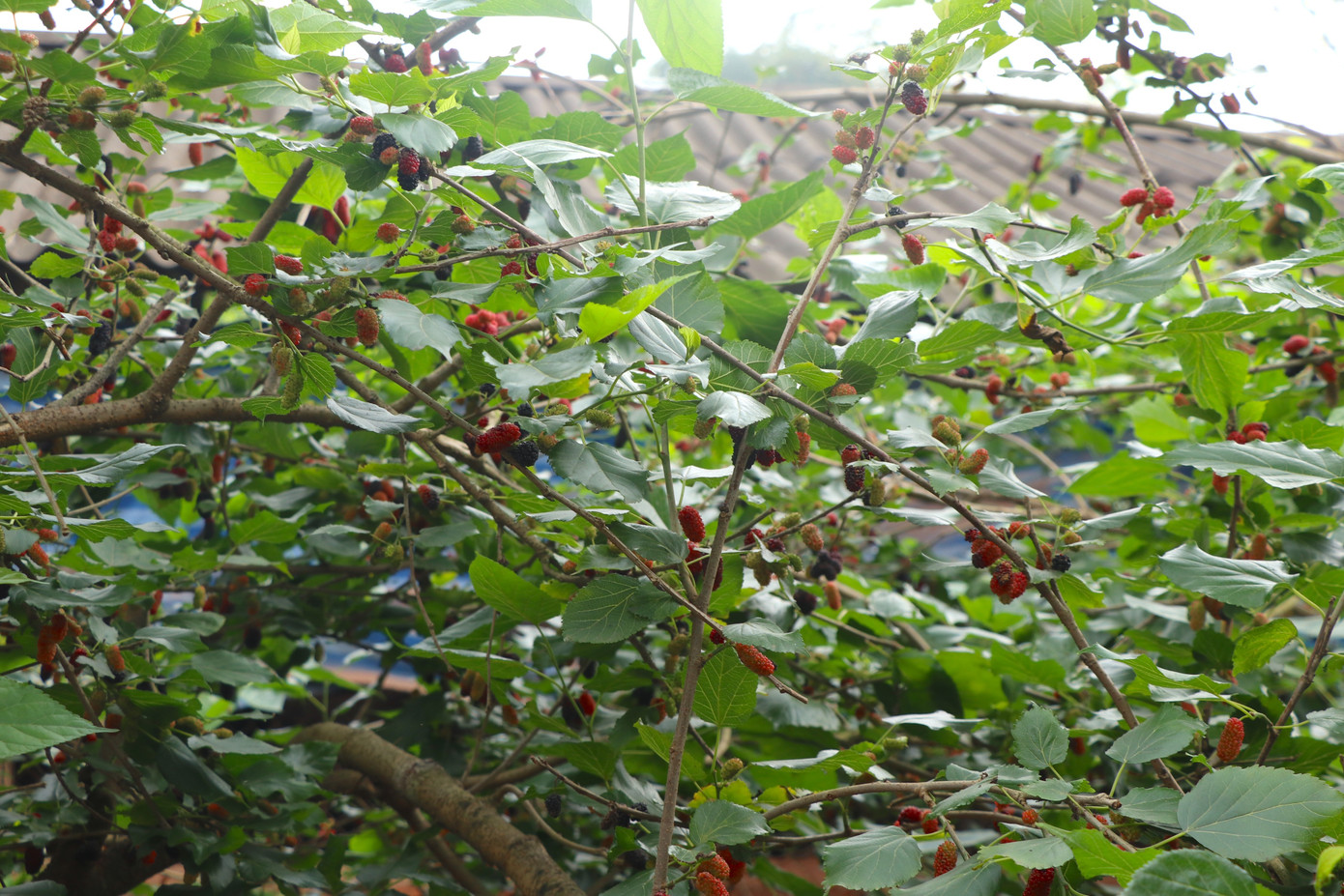 Việc hái quả dâu mất khá nhiều thời gian, trung bình một người chỉ hái được 20-30 kg mỗi ngày.