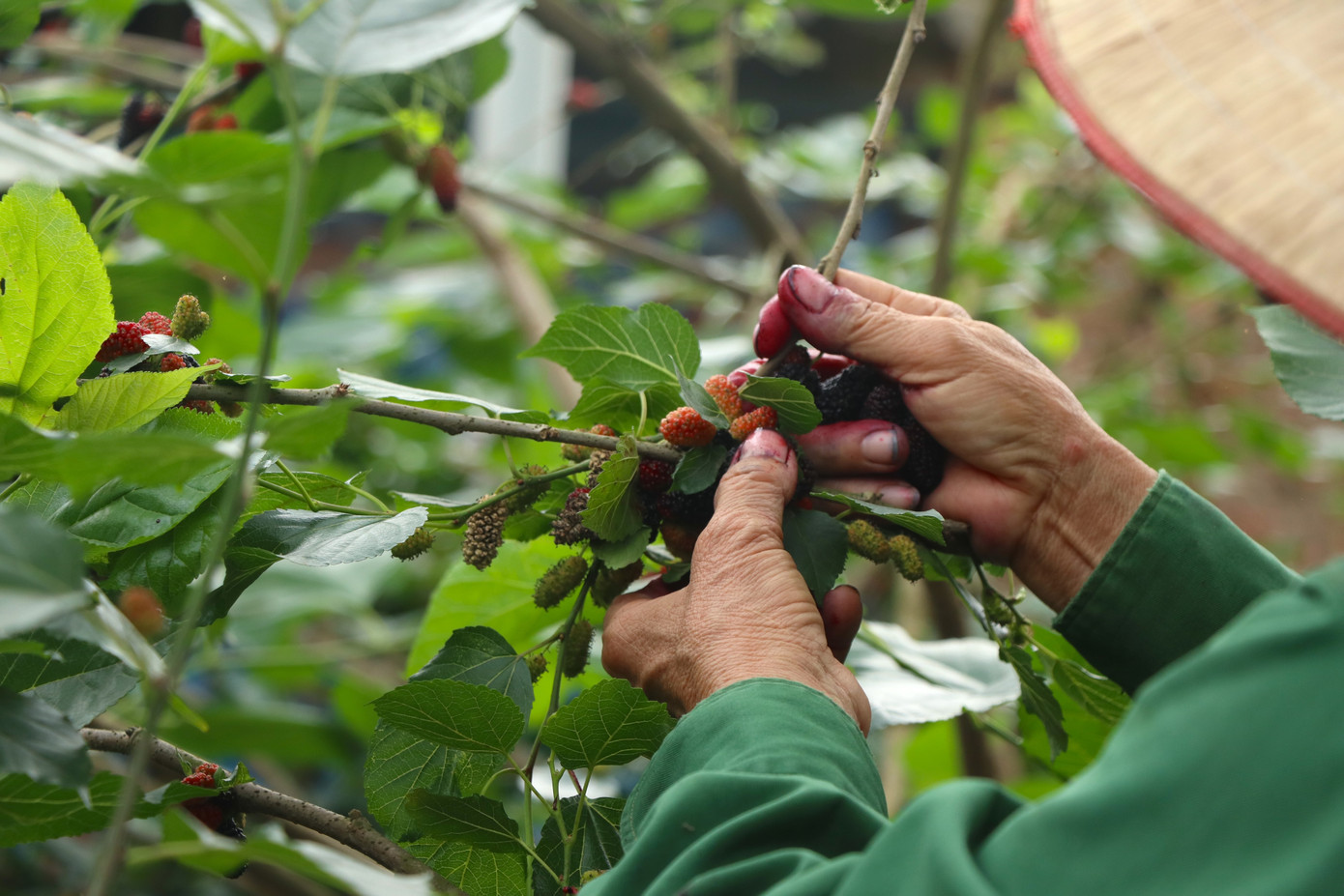 Gia đình bà Phùng Thị Liên (xã Cẩm Lĩnh, Ba Vì) trồng hơn 30 gốc dâu. Những ngày này, các thành viên trong gia đình phải thay phiên nhau thu hoạch vì vườn dâu vào mùa chín rộ. "Hiện đang là thời điểm chính vụ thu hoạch dâu tằm. Năm nay thời tiết thuận lợi nên dâu được mùa, giá cũng rẻ hơn so với năm ngoái. Tôi bán cho thương lái đổ cho hàng quà với giá 20.000 đồng/kg mỗi ngày ", bà Liên nói.