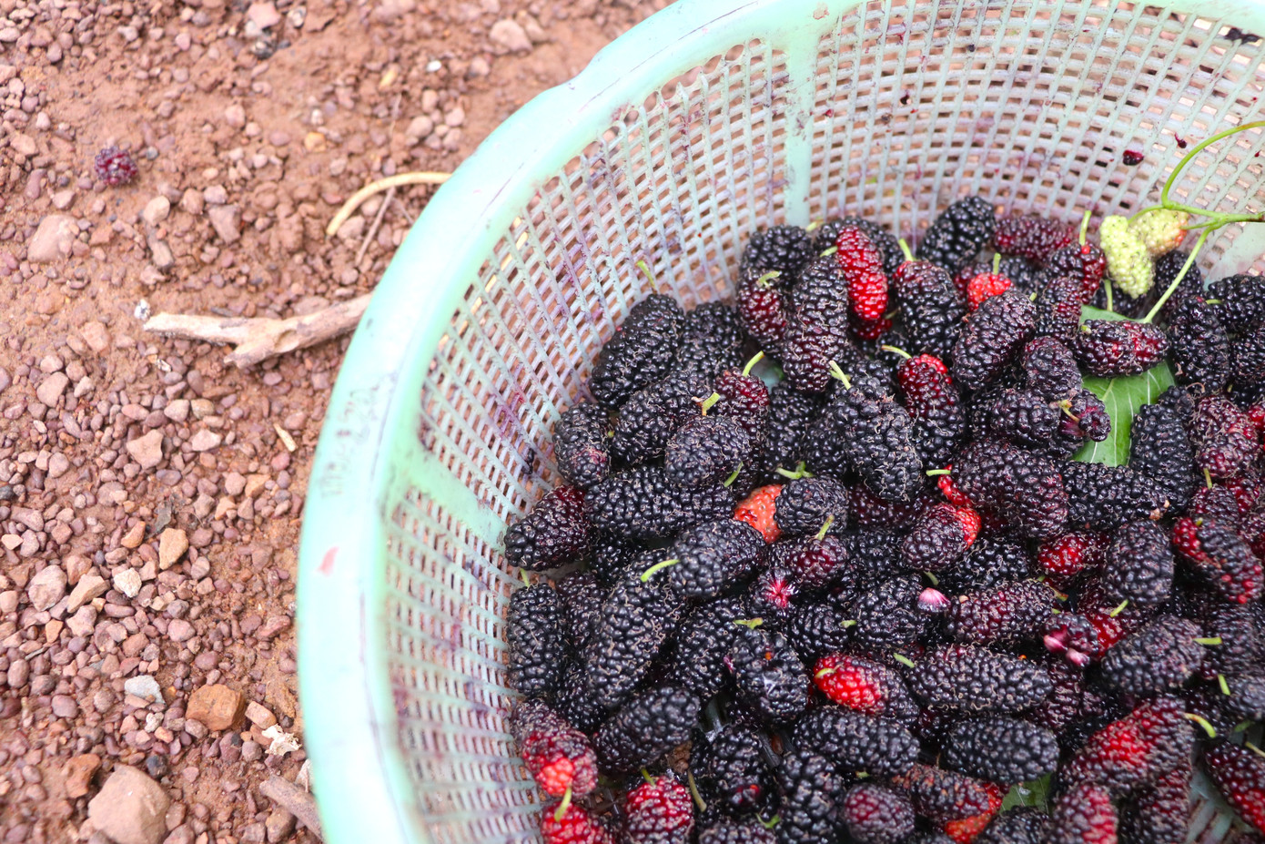 Năm nay, thời tiết thuận lợi, nắng ấm nên cây dâu cho quả sai, to và mọng nước. Mặc dù mới đầu vụ nhưng người dân nơi đây đang tập trung hái để kịp nhập cho thương lái. Hơn thế nữa nếu dâu chín, không thu hái kịp sẽ bị rụng, dập nát không thu hoạch được.