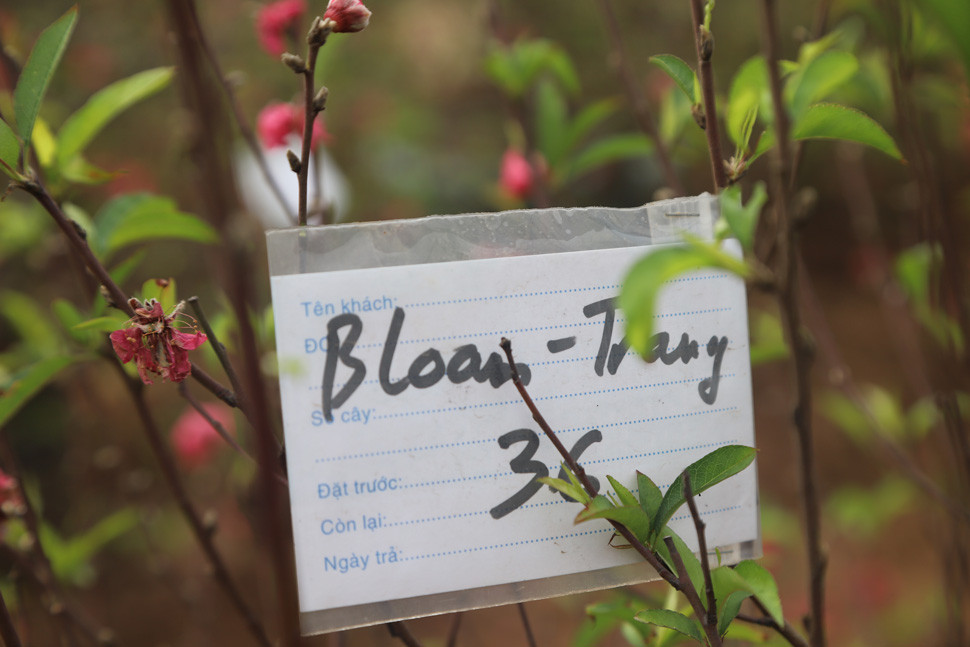 Các cây được thuê chăm sóc sẽ có đánh dấu riêng để tránh nhầm lẫn.