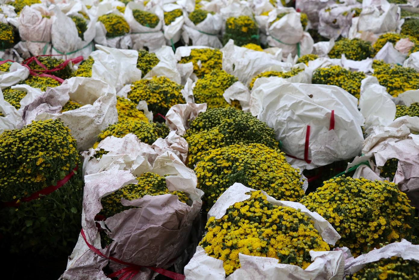 Cúc mâm xôi được nhiều người dân Thủ đô yêu thích lựa chọn để trang trí nhà cửa trong dịp Tết này. Cúc mâm xôi được nhiều người dân Thủ đô yêu thích lựa chọn để trang trí nhà cửa trong dịp Tết này.