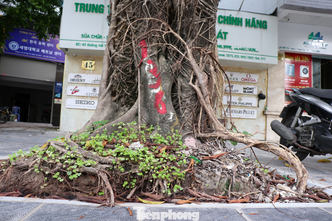 Nền đất cứng như đá, nhiều gạch sỏi cộng thêm việc trồng lại cây cẩu thả khiến rễ cây khó đâm sâu vào lòng đất, bộ rễ chỉ quanh quẩn trong một hố nhỏ khoảng 1m2, thậm chí còn trồi ngược lại lên mặt đất.