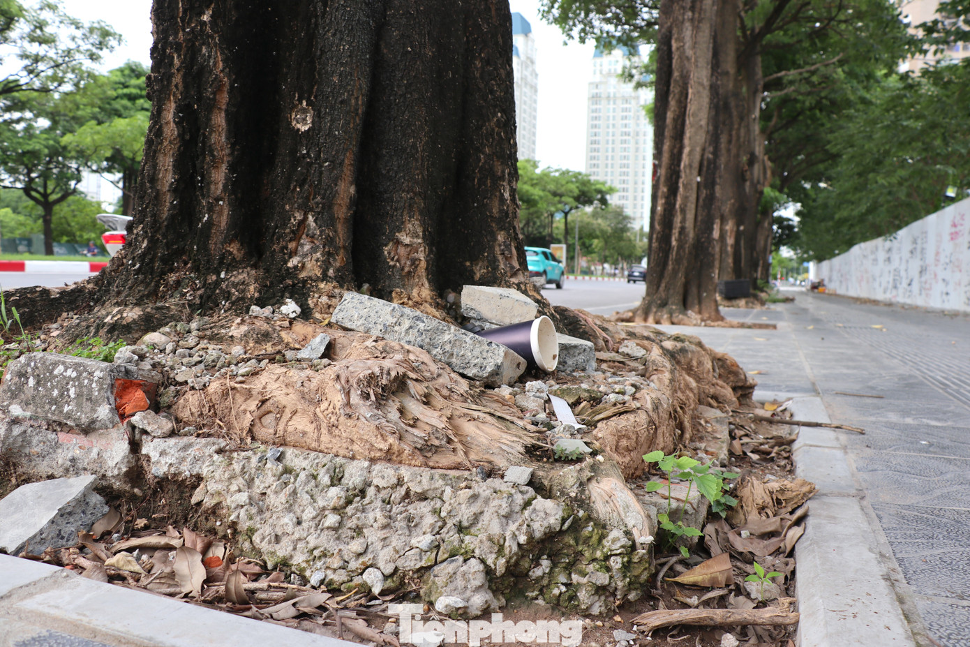 Bê tông bám vào bộ rễ của cây cổ thụ khiến nhiều hộ dân sống trên phố Mễ Trì và những người đi đường luôn cảm thấy bất an và lo sợ trước cảnh gốc cây trồi lên mặt đất. “Vỉa hè mới được hoàn thiện gần nửa năm nay làm hàng cây xanh bị đào xới, di chuyển. Những gốc cây trồi lên hẳn mặt đất, gây mất mỹ quan và an toàn đô thị” - anh Hải Đạt sinh sống tại khu vực chia sẻ.