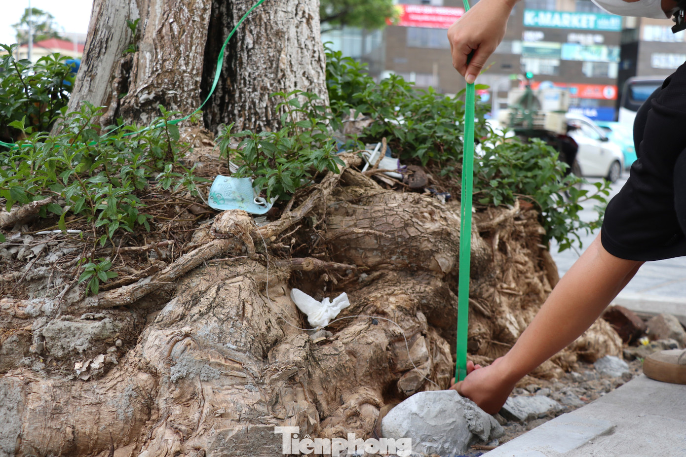 Tuy nhiên sau khi cải tạo, hàng loạt cây xanh có bầu rễ nằm trên mặt đất, rễ cây lộ ra từng chùm cao từ 30 - 40 centimet.