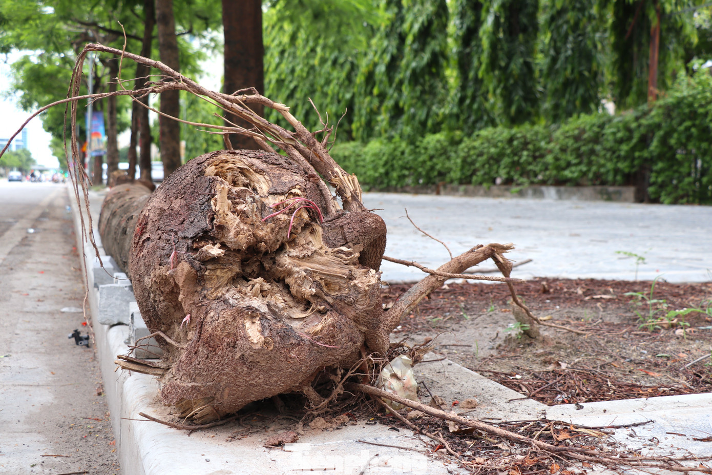 Một số cây xanh bị đứt rễ chết khô, trốc gốc, gãy đổ ra vỉa hè.